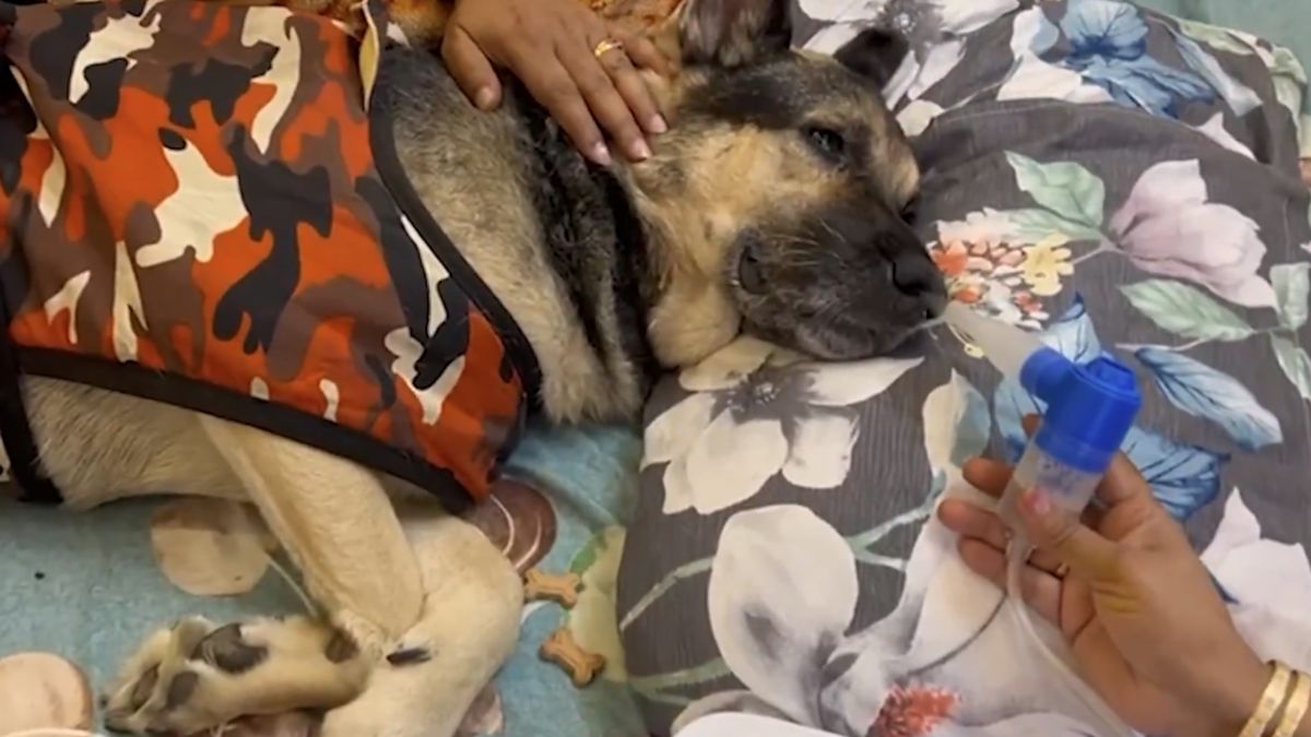 Animals Bear Brunt As Delhi Air Pollution Shows No Signs Of Abatement