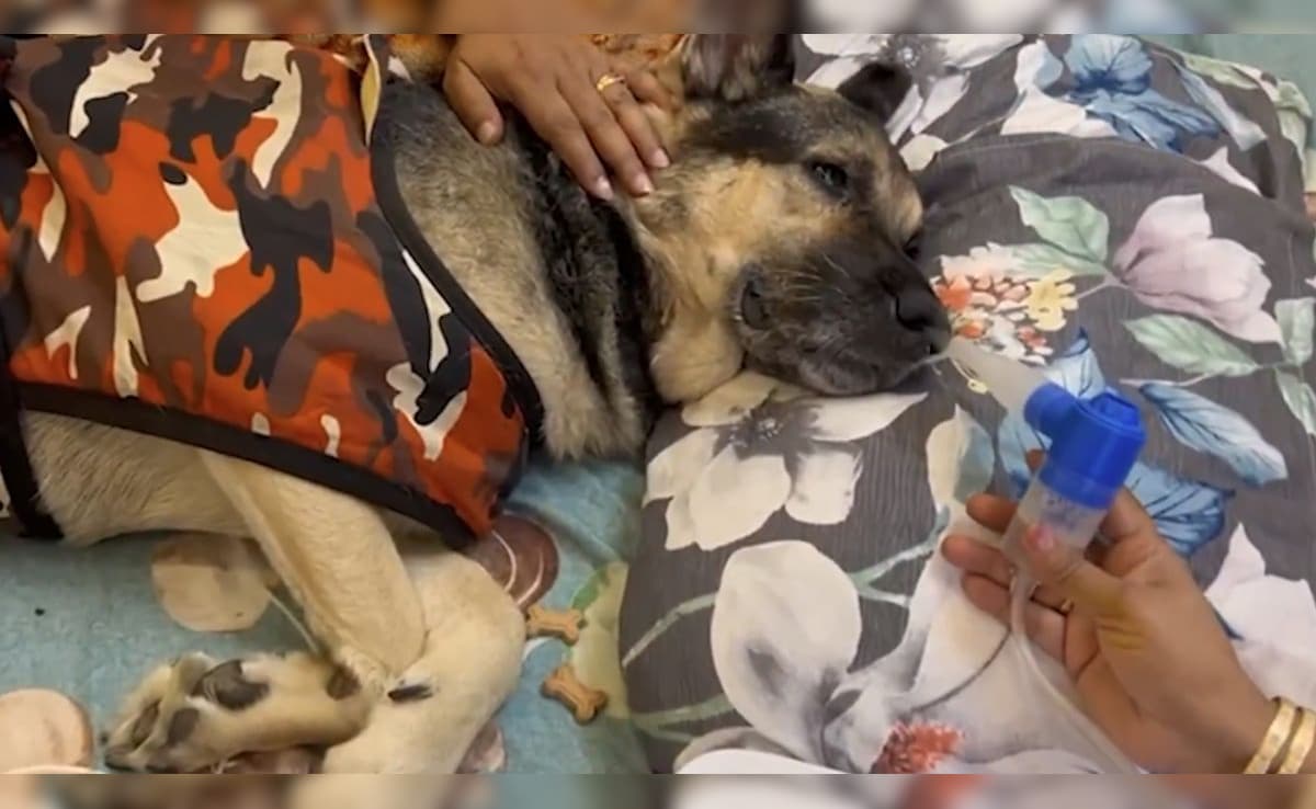 The Art of Baking: From Classic Bread to Artisan Pastries