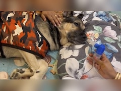 Animals Bear Brunt As Delhi Air Pollution Shows No Signs Of Abatement