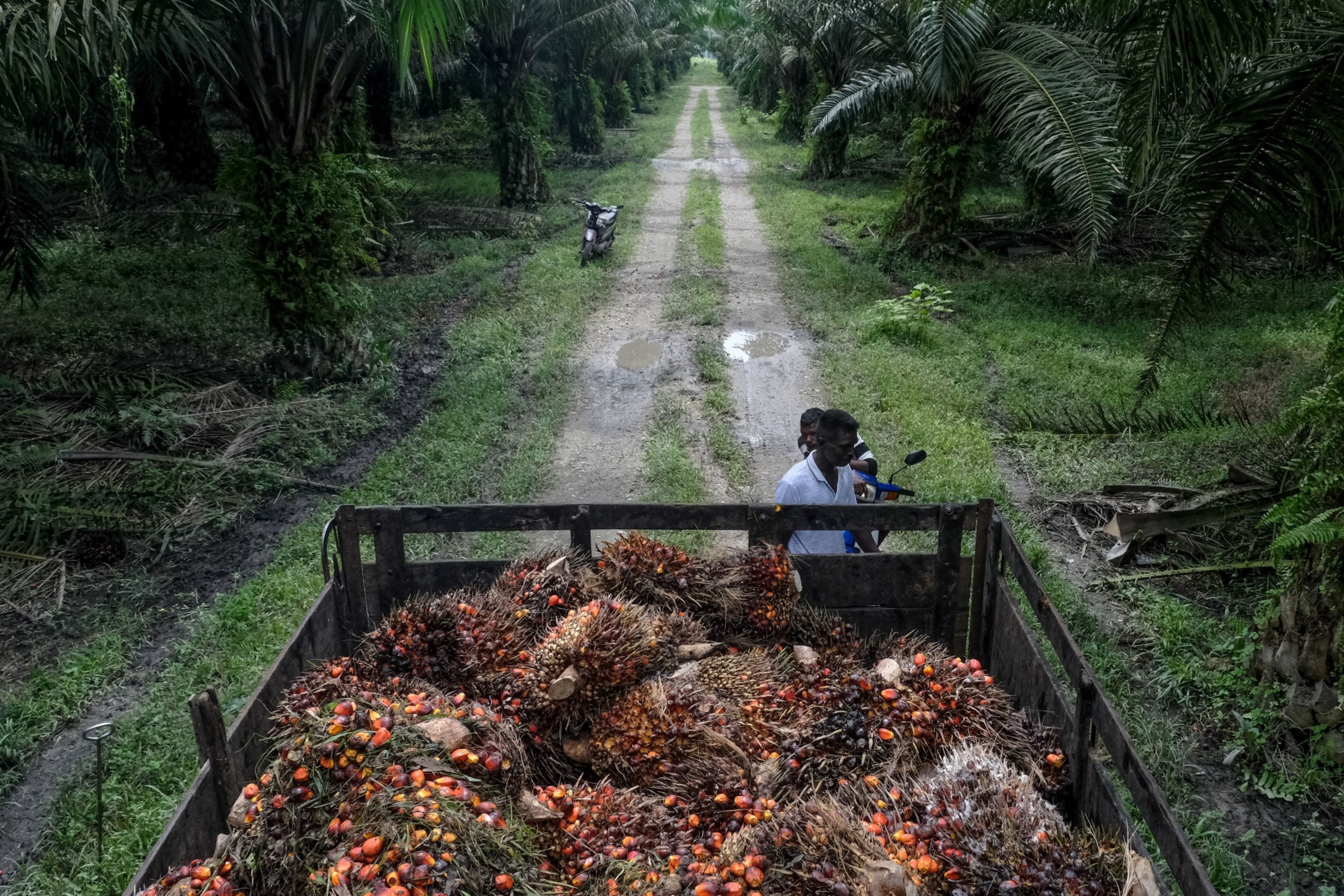 Indonesia Palm Oil Export Ban To Squeeze HUL To ITC Even More: Analysts