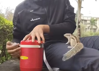 "She's More Excited": Internet Reacts To Man's Adorable Lunch With Squirrel