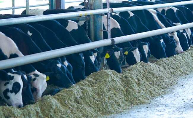 Godrej Agrovet Q1 Review - Animal Feed Segment Drags The Profitability Down: ICICI Securities