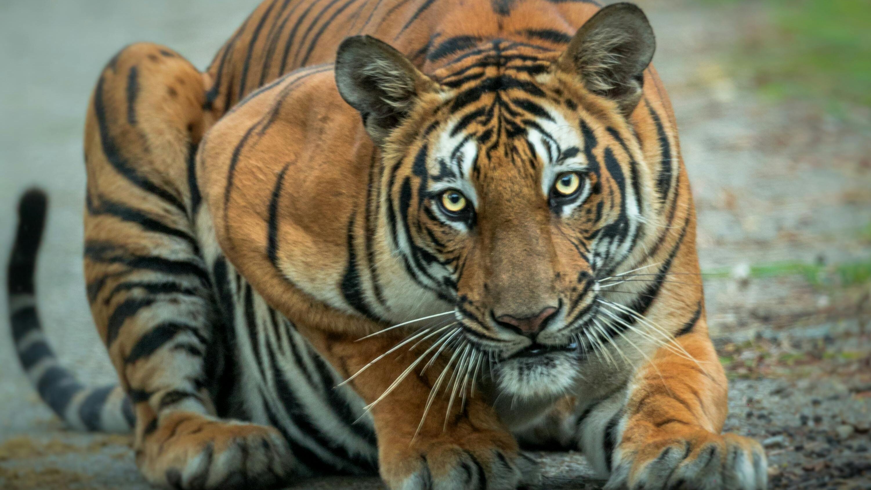 'Voluntary' Village Relocation Off Core Tiger Reserve Areas A 'Priority' For Government