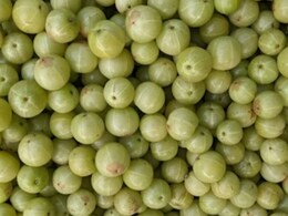 10 संतरे जितना विटामिन सी होता है एक आंवले में, डॉक्टर Bimal Chhajer से जानें इसके बड़े फायदे