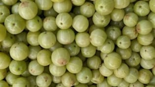 10 संतरे जितना विटामिन सी होता है एक आंवले में, डॉक्टर Bimal Chhajer से जानें इसके बड़े फायदे