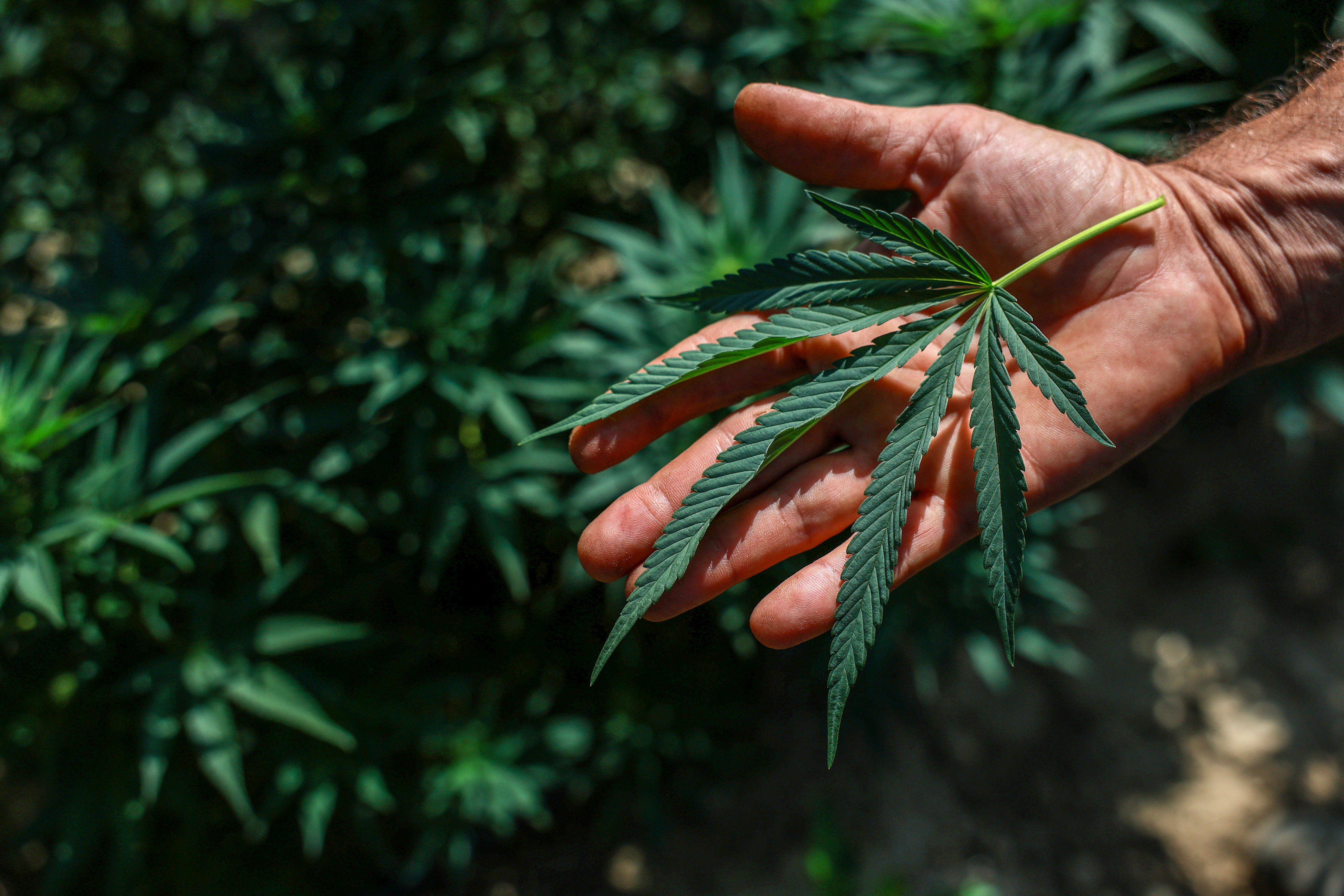 Trump Signs Order To Ease Cannabis Limits In Industry Win
