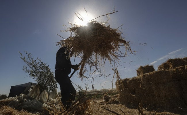 Government Procures 184.58 LMT Of Wheat During Rabi Season