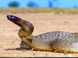 क्&zwj;या मरा हुआ सांप भी डस सकता है? सांप का ये हिस्सा होता है सबसे ज्यादा जहरीला, मरने के बाद भी ले सकता है...