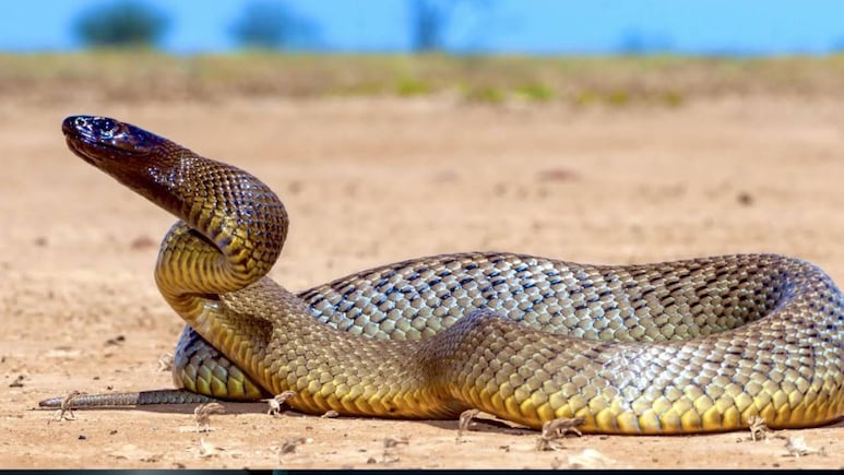 क्&zwj;या मरा हुआ सांप भी डस सकता है? सांप का ये हिस्सा होता है सबसे ज्यादा जहरीला, मरने के बाद भी ले सकता है...