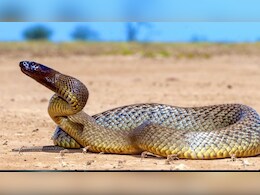 इस सांप के काटते ही तुरंत हो जाती है मौत, पानी भी नहीं मांगता है इंसान