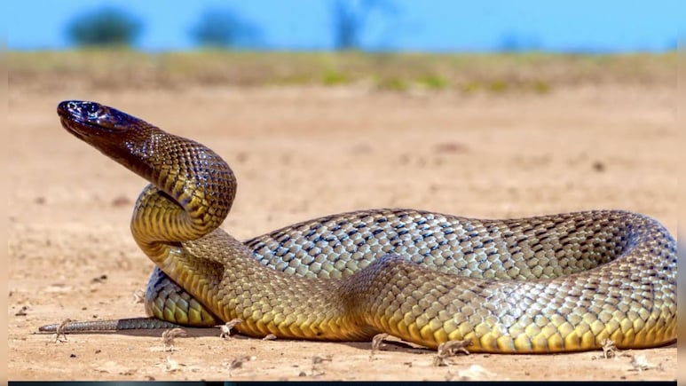 इस सांप के काटते ही तुरंत हो जाती है मौत, पानी भी नहीं मांगता है इंसान