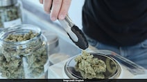 Scientists Discover How Cannabis Compounds May Fight Fatty Liver Disease