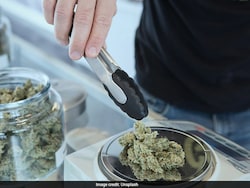 Scientists Discover How Cannabis Compounds May Fight Fatty Liver Disease