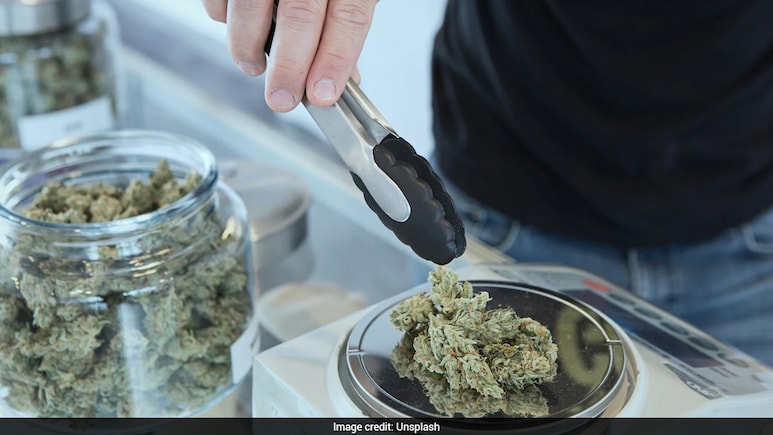 Scientists Discover How Cannabis Compounds May Fight Fatty Liver Disease