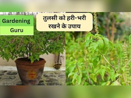 Gardening Guru: सर्दी में तुलसी को हरा-भरा कैसे रखें? तुलसी को जिंदा रखने के लिए अपनाएं ये 5 टिप्स, कभी नहीं मुरझाएगा पौधा 