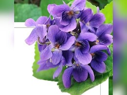 सर्दी-खांसी और गले में खराश का अचूक उपाय है बनफशा का फूल, जानें कमाल के फायदे