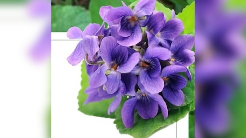 सर्दी-खांसी और गले में खराश का अचूक उपाय है बनफशा का फूल, जानें कमाल के फायदे