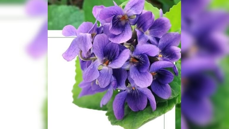 सर्दी-खांसी और गले में खराश का अचूक उपाय है बनफशा का फूल, जानें कमाल के फायदे