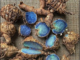 Blue Turmeric: पीली हल्दी तो सभी ने खाई होगी, कभी आपने नीली हल्दी के बारे में सुना है? जानें ब्लू हल्दी क्यों है खास?
