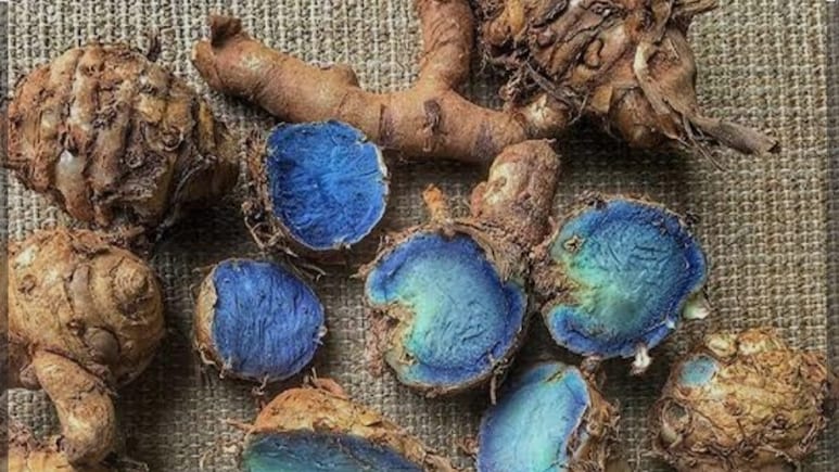 Blue Turmeric: पीली हल्दी तो सभी ने खाई होगी, कभी आपने नीली हल्दी के बारे में सुना है? जानें ब्लू हल्दी क्यों है खास?