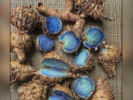 नीली हल्दी पर नई दिलचस्पी: आयुर्वेद क्या कहता है, विज्ञान कहां खड़ा है