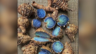 नीली/काली हल्दी पर नई दिलचस्पी: आयुर्वेद क्या कहता है, विज्ञान कहां खड़ा है