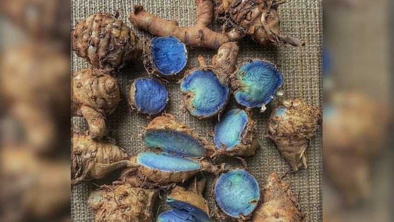 नीली हल्दी पर नई दिलचस्पी: आयुर्वेद क्या कहता है, विज्ञान कहां खड़ा है