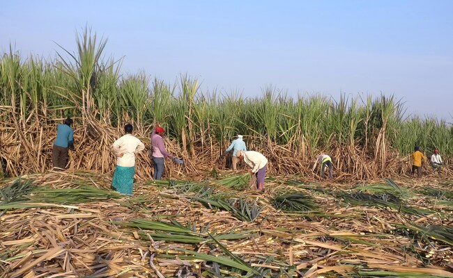 Unseasonal Rains Affecting Crops, Will Impact Food Inflation: Report