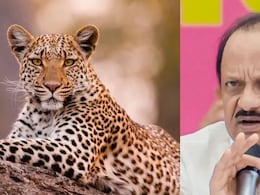 महाराष्ट्र में तेंदुओं के हमले रोकने के लिए जंगल में बकरियां छोड़ो! मंत्री जी के अजब आइडिया पर बवाल