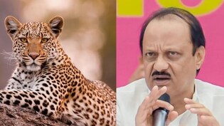 महाराष्ट्र में तेंदुओं के हमले रोकने के लिए जंगल में बकरियां छोड़ो! मंत्री जी के अजब आइडिया पर बवाल