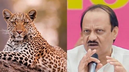 महाराष्ट्र में तेंदुओं के हमले रोकने के लिए जंगल में बकरियां छोड़ो! मंत्री जी के अजब आइडिया पर बवाल