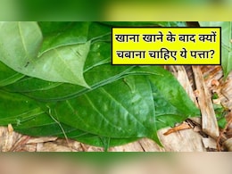 खाना खाने के बाद पान का पत्ता चबाने से क्या होता है? सेलिब्रिटी न्यूट्रिशनिस्ट से जानें एक दिन में कितने पान के पत्ते खाने चाहिए
