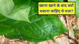 खाना खाने के बाद पान का पत्ता चबाने से क्या होता है? सेलिब्रिटी न्यूट्रिशनिस्ट से जानें एक दिन में कितने पान के पत्ते खाने चाहिए