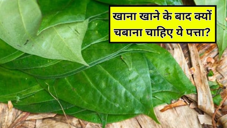 खाना खाने के बाद पान का पत्ता चबाने से क्या होता है? सेलिब्रिटी न्यूट्रिशनिस्ट से जानें एक दिन में कितने पान के पत्ते खाने चाहिए