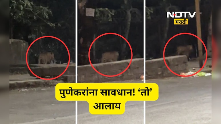 Pune News: पुणेकरांनो सावधान! तुमच्या शहरातल्या 'या' भागातही आता बिबट्याचा वावर, Video आला समोर