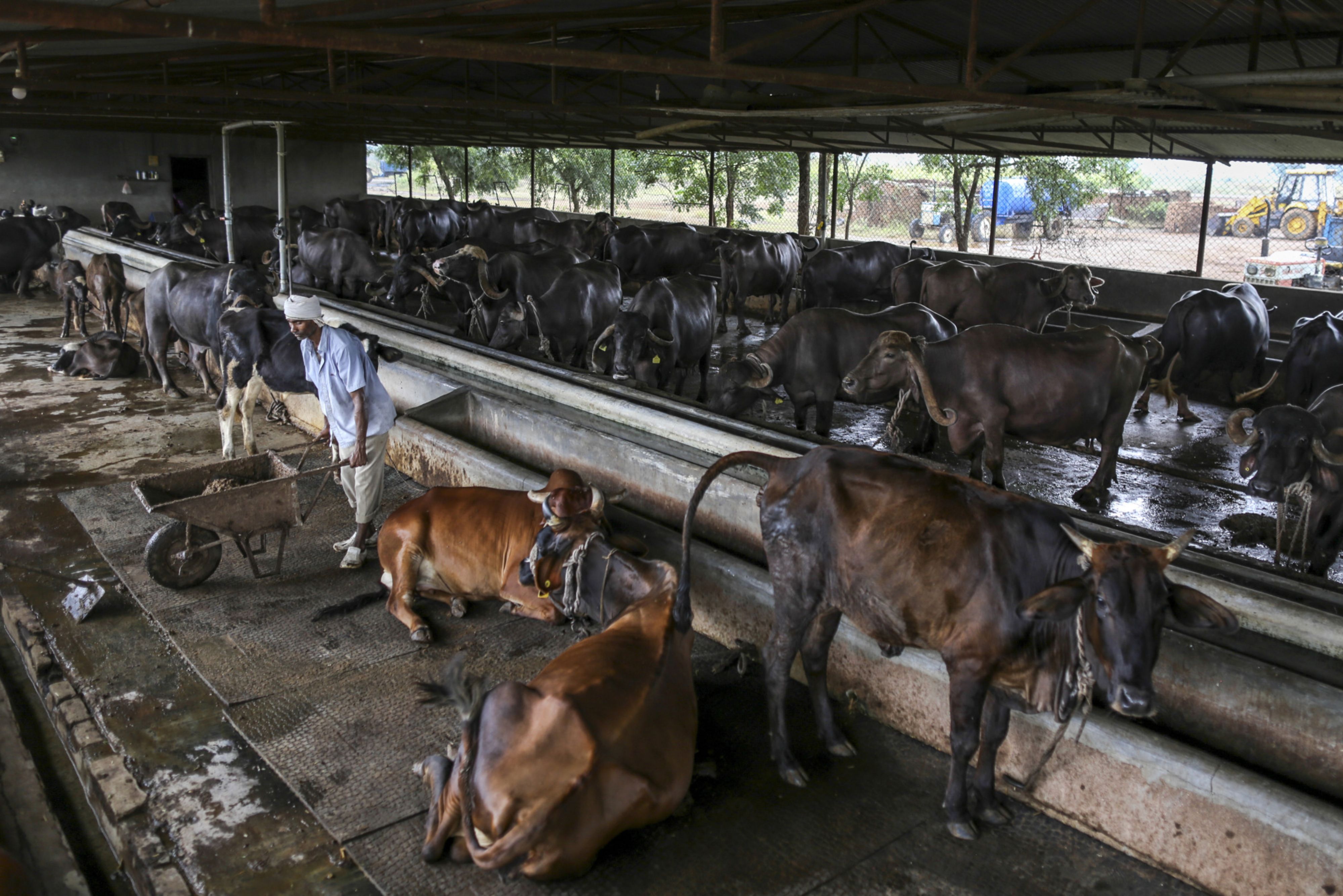 ICICI Securities: Dairy Sector Trend - Higher Wholesale Prices But Lower Procurement Prices&nbsp;