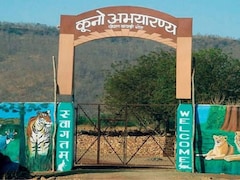 कूनो नेशनल पार्क से आई दिल दुखाने वाली खबर, मादा चीता KGP-12 के 4 शावकों की मौत, क्षत-विक्षत शव मिले