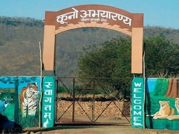 कूनो नेशनल पार्क से आई दिल दुखाने वाली खबर, मादा चीता KGP-12 के 4 शावकों की मौत, क्षत-विक्षत शव मिले