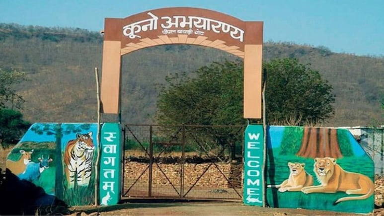 कूनो नेशनल पार्क से आई दिल दुखाने वाली खबर, मादा चीता KGP-12 के 4 शावकों की मौत, क्षत-विक्षत शव मिले