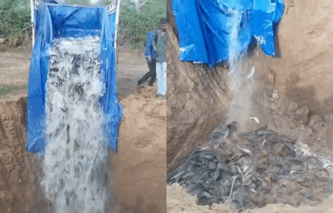 एमपी में थाईलैंड मागुर मछली की तस्‍करी, खाने वालों को हो सकती हैं कैंसर-डायबिटीज जैसी बीमारियां