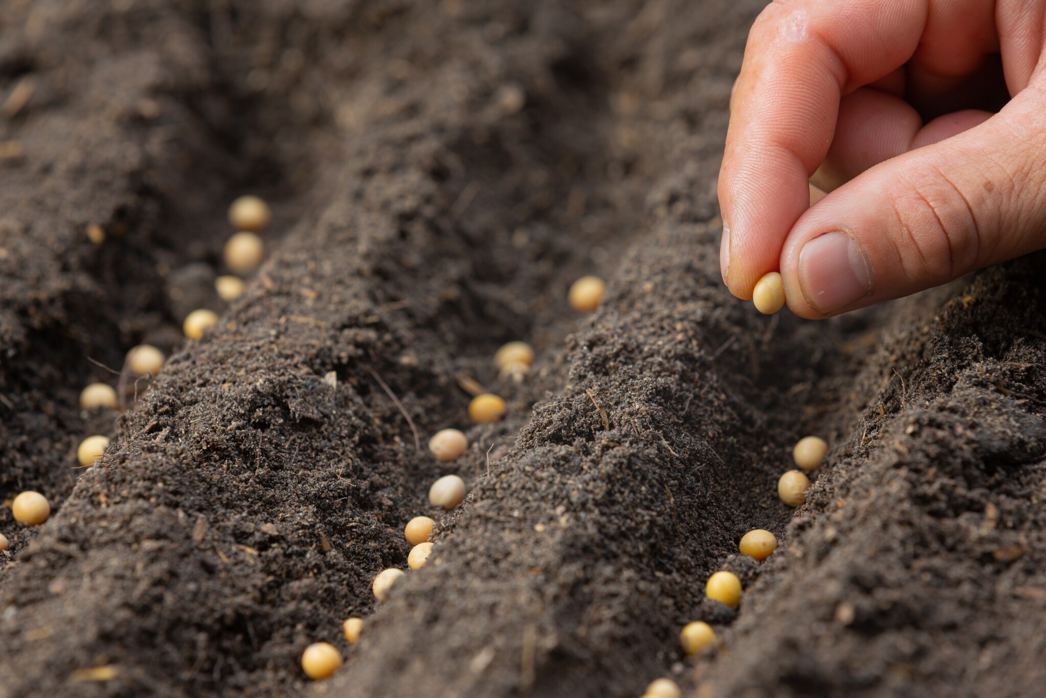 Bayer Cropscience Q2 Results: Profit Rises 37%; Beats Estimates