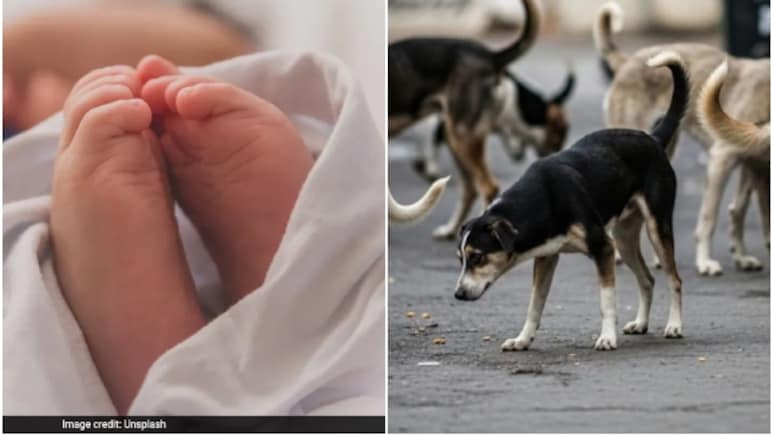 ओडिशा के गांव में जन्म के तुरंत बाद फेंके गए नवजात को कुत्तों ने नोंच डाला, शव के टुकड़े देख कांप उठे लोग