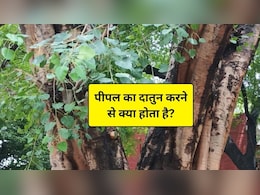 पीपल का दातुन करने के क्या फायदे हैं? पीपल की तासीर कैसी होती है, बाबा रामदेव से जानिए पीपल से कौन सी बीमारी ठीक होती है
