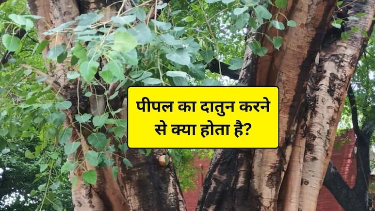 पीपल का दातुन करने के क्या फायदे हैं? पीपल की तासीर कैसी होती है, बाबा रामदेव से जानिए पीपल से कौन सी बीमारी ठीक होती है