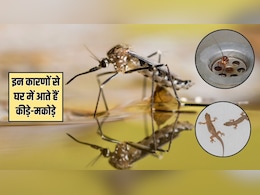 आपकी इन 4 आदतों के कारण घर में घुसते हैं कीड़े-मकौड़े और चूहे, आज से ही सुधार लें