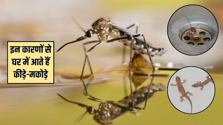 आपकी इन 4 आदतों के कारण घर में घुसते हैं कीड़े-मकौड़े और चूहे, आज से ही सुधार लें