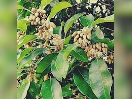 सर्वगुण संपन्न औषधि है मौलश्री, इन लोगों के लिए है बेहद फायदेमंद