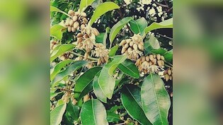 सर्वगुण संपन्न औषधि है मौलश्री, इन लोगों के लिए है बेहद फायदेमंद