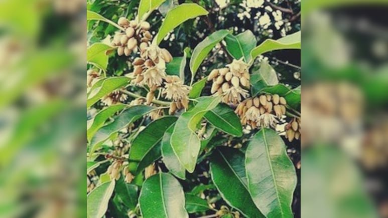 सर्वगुण संपन्न औषधि है मौलश्री, इन लोगों के लिए है बेहद फायदेमंद