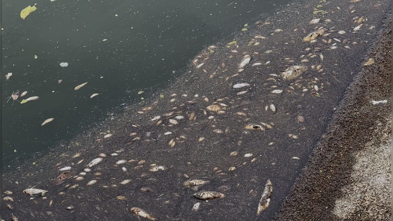 NDTV की पड़ताल में बड़ा खुलासा... रात के अंधेरे में मछुआरे कर रहे  नदी में बड़ा ब्लास्ट, मारे जा रहे जलीय जीव